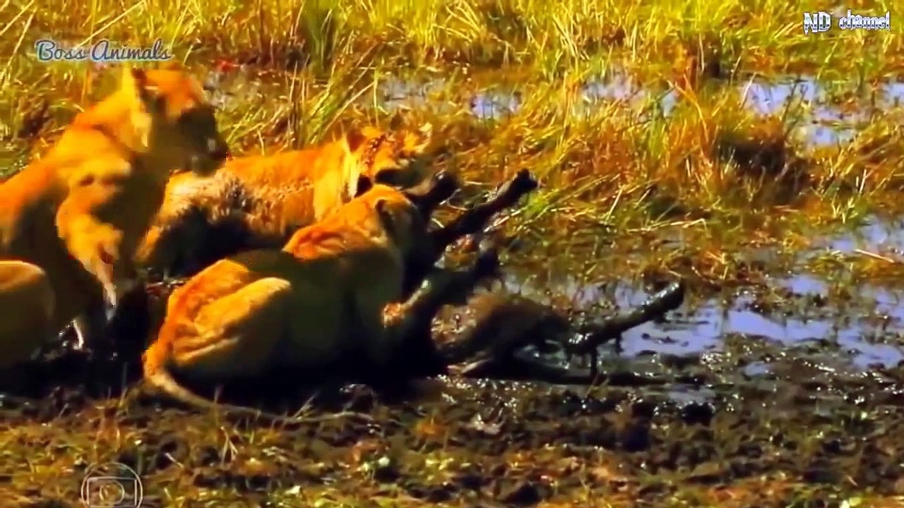 Herd buffalos rescues baby buffalo from lions! Animal Attacks