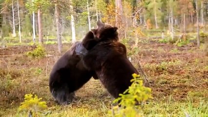 Animals Fight! Bear Decided Defeat Tiger To Escape! Bear vs Tiger