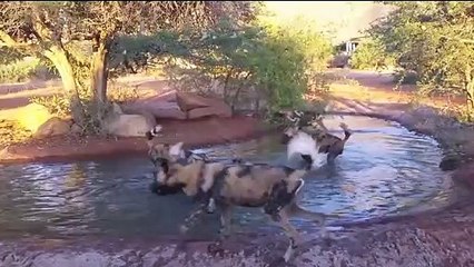 Top 10 Extreme Animal Fights & Attacks