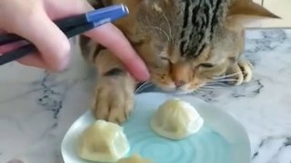 cute cat videos  funny videos