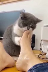 Funniest Animals 2022  Fun with Cats and Dogs  Part 1