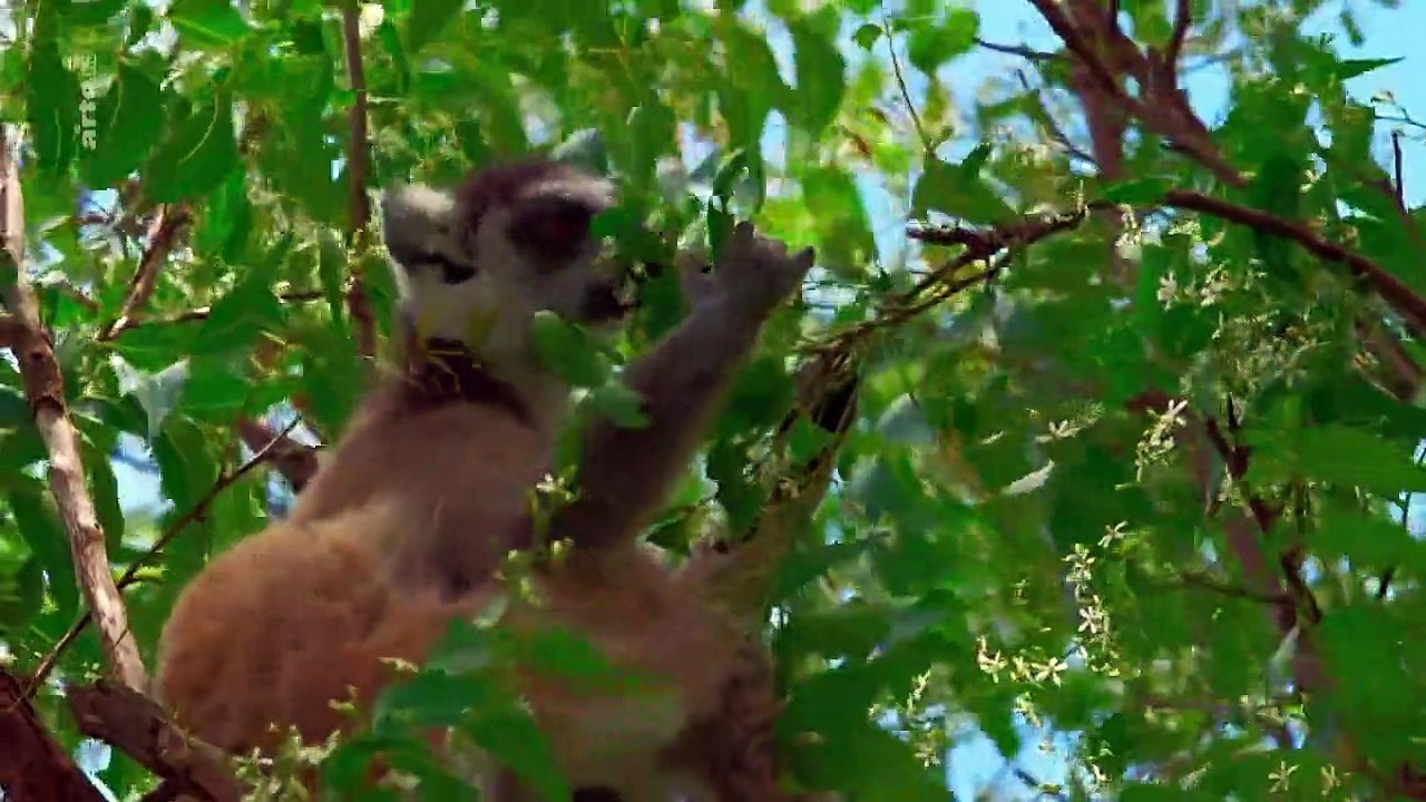 Madagaskar - Bandenkrieg der Lemuren Staffel 1 Folge 3 HD Deutsch