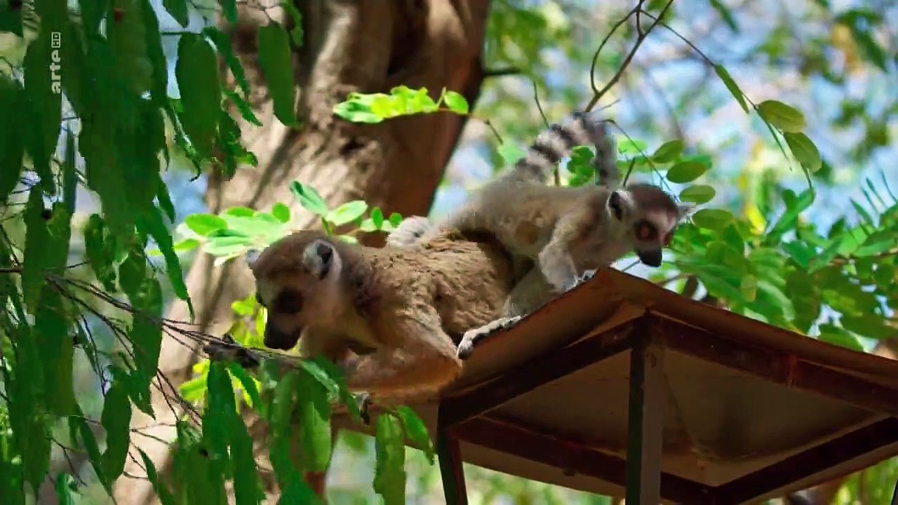Madagaskar - bandenkrieg der lemuren staffel 1 folge 4 hd deutsch