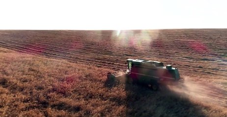 Ganado o desierto Tráiler