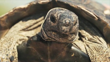 Researcher Makes First Ever Recordings of Animals Assumed to Be Mute