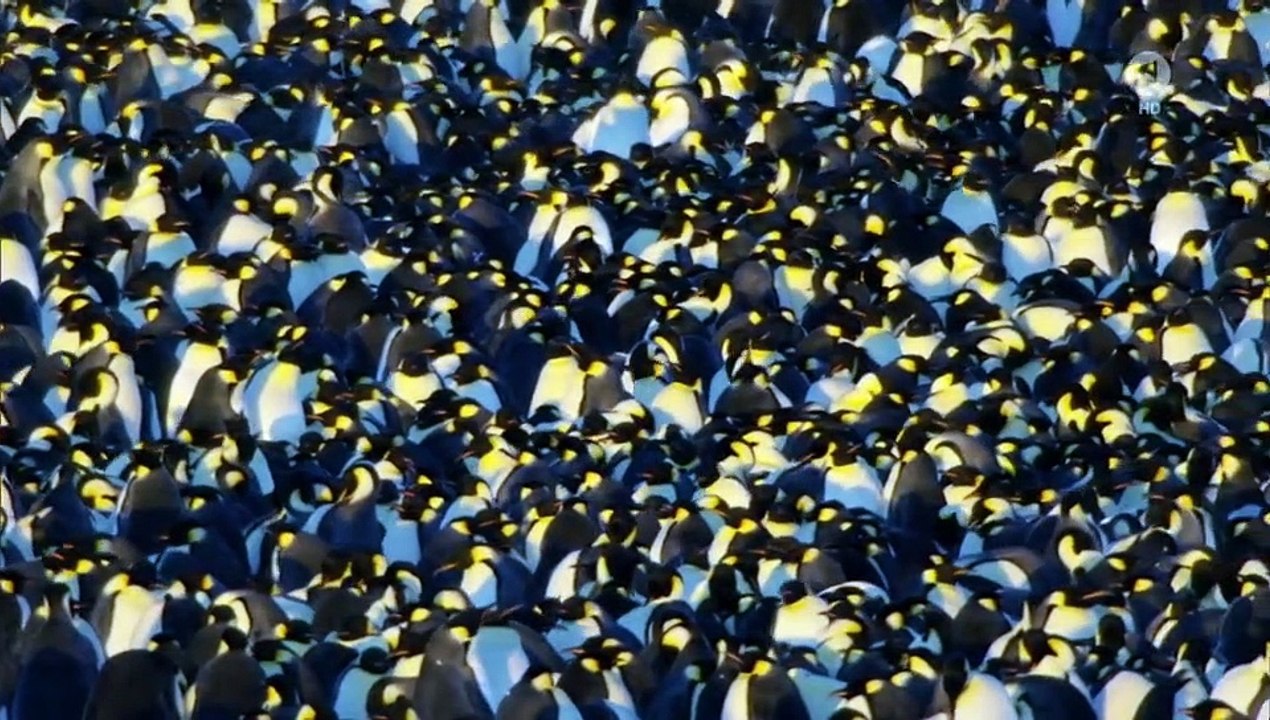 Wilde Dynastien - Die Clans der Tiere Staffel 1 Folge 2 HD Deutsch