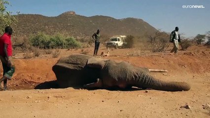 В Кении погибли сотни животных