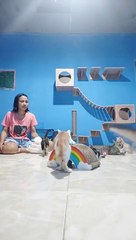 Play with hundreds of street cats we rescue