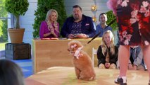 Rebel Wilson's Pooch Perfect - Se1 - Ep01 HD Watch HD Deutsch