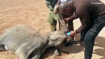 شاهد: بسبب الجفاف.. نفوق أكثر من 200 فيل في كينيا