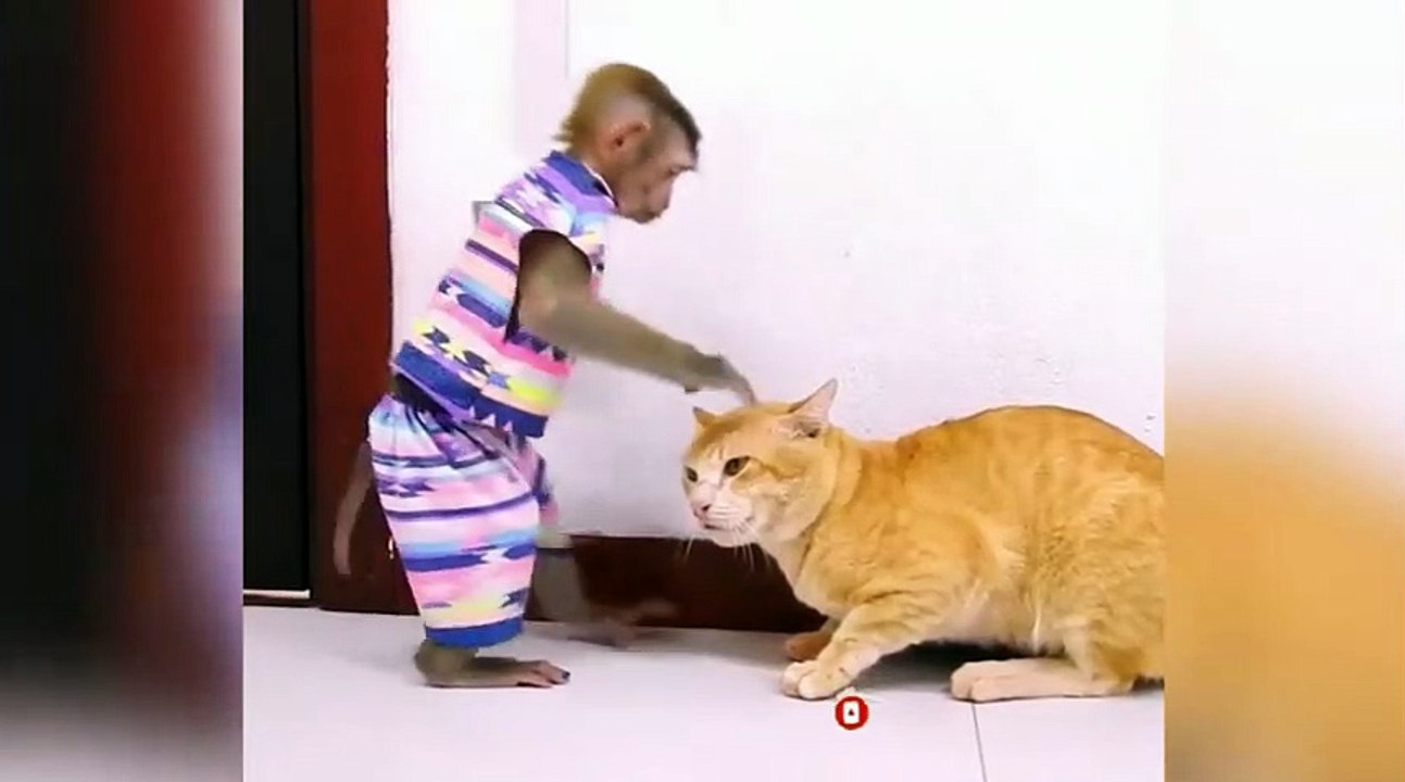 MONYET DAN KUCING USIL LUCU POOLL !