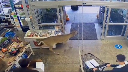 Deer dashes through Metro Detroit pet store
