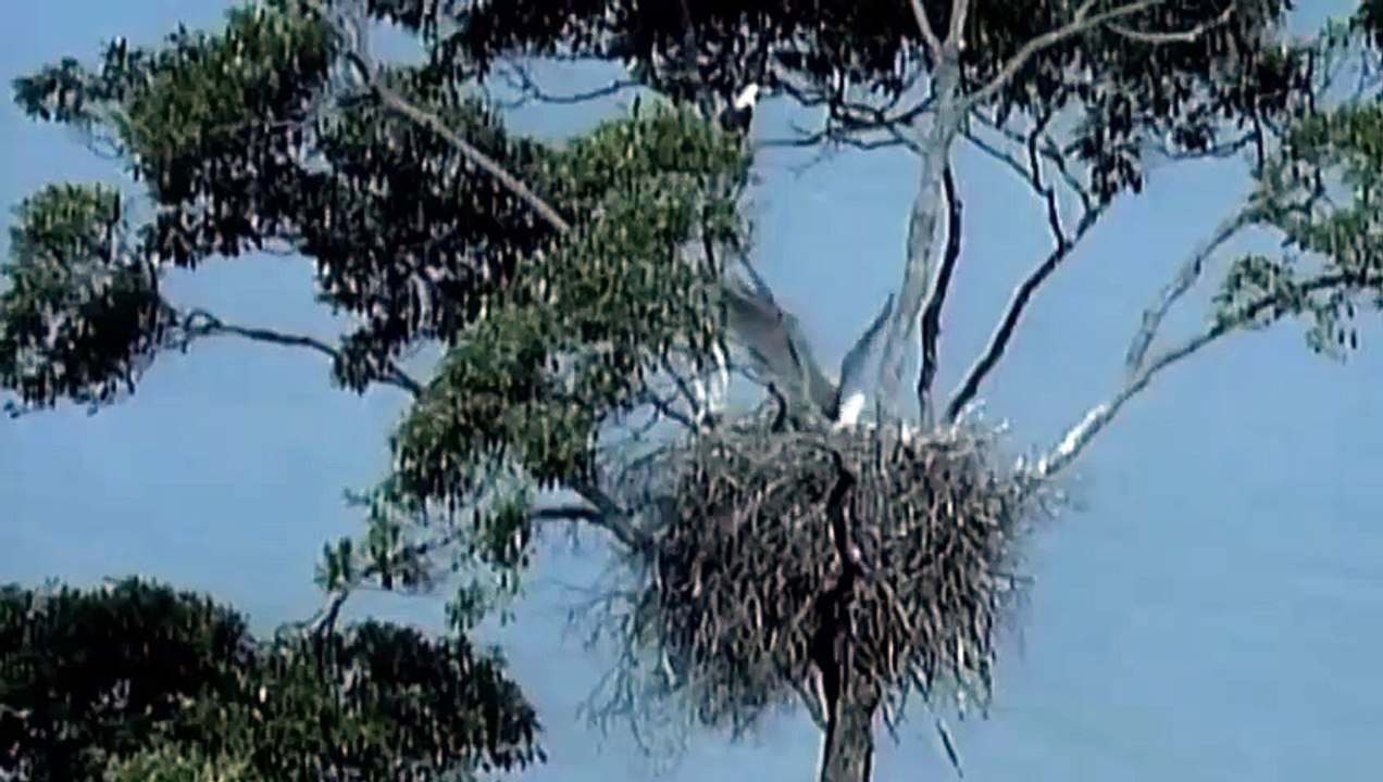 Why Can Shark Hunt Eagle Flying_ Wild Life So Amazing_HD