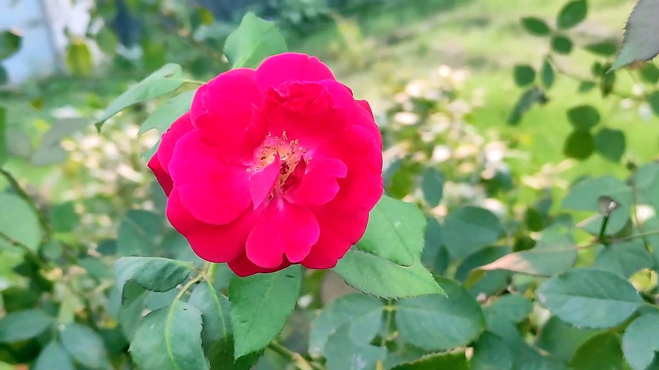 Wonderful Rose Photography | Nature's Photography | Live Natural View #Trending #Featured