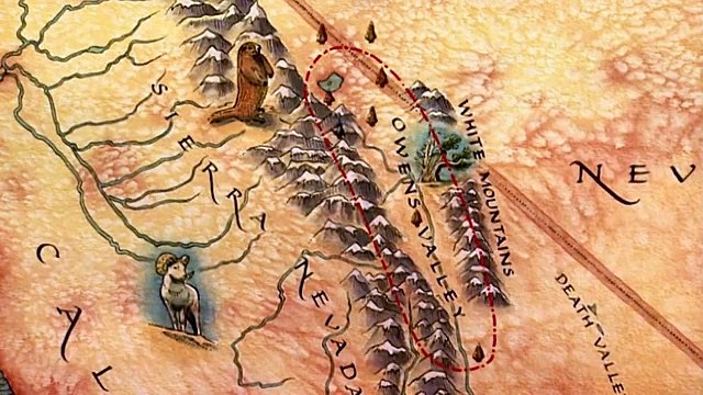 The 4000 Year Old Tree Named After A Biblical Patriarch The Curse Of The Methuselah Tree