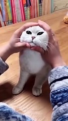 Most Satisfying Funny Cat Video   #shorts