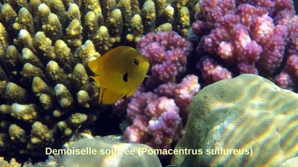 Splendeurs de la Mer Rouge