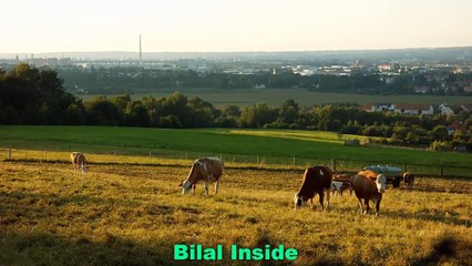 Does drinking raw cow’s milk help you lose weight