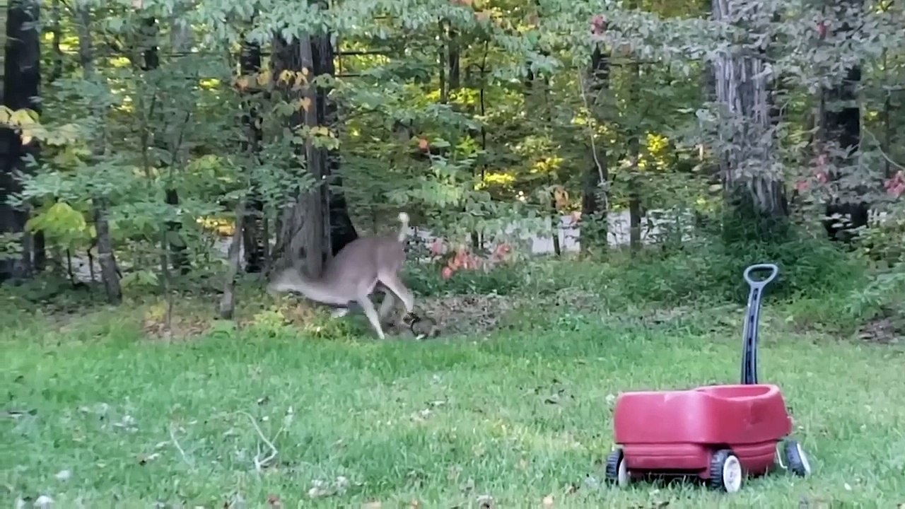 Kumpulan Video kucing lucu