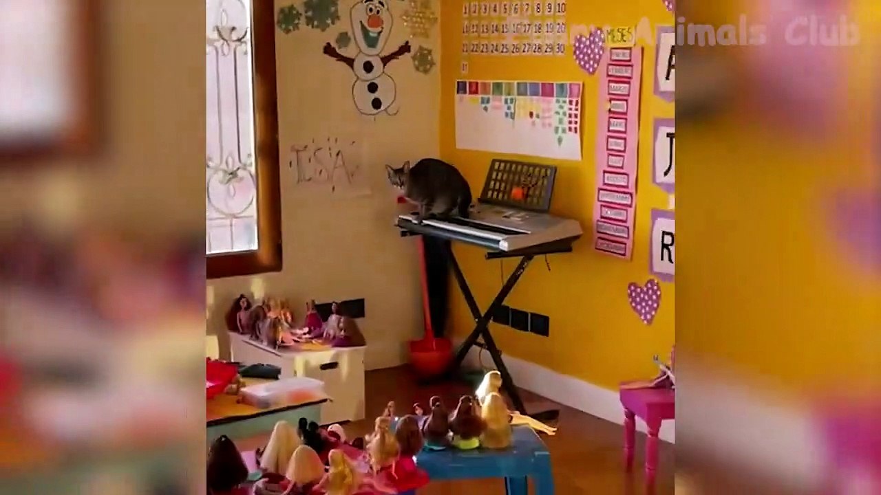 Kumpulan video lucu terbaru!! Di jamin 