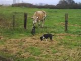 bull terrier croisé labrador de 5mois dresse un taureau