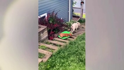 The funniest animal videos, funny dogs and cats, try not to laugh at animals Part2