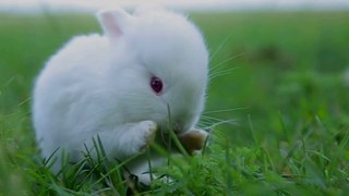Kelinci (rabbit) hewan peliharaan yang menggemaskan