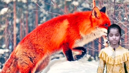Facts About Fox Information In English-What Is The Nature Of A Fox?   #kuberclasses