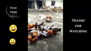 Dog Funny Video of the World 2022, Funny Dog videos, Funny Dog, Funny Videos