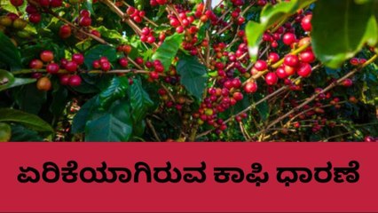 ಕೊಡಗು: ನ.05 ; ಹೀಗಿದೆ ಜಿಲ್ಲೆಯಲ್ಲಿ ಇಂದಿನ ಕಾಫಿ ಧಾರಣೆ