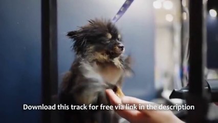 Pets Background Music