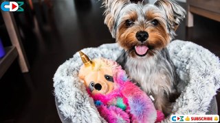 Relaxing Lullaby for Dog Toddler, Soothing Lullaby for Puppies, Puppy Music