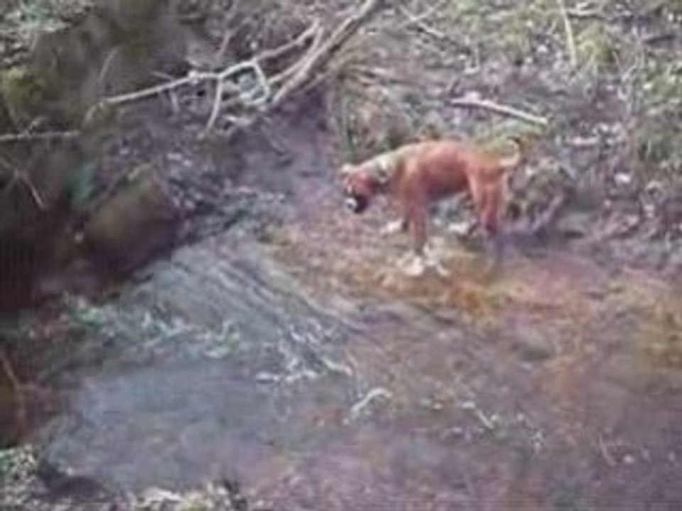 Boxer beim Baden - Hunde Video