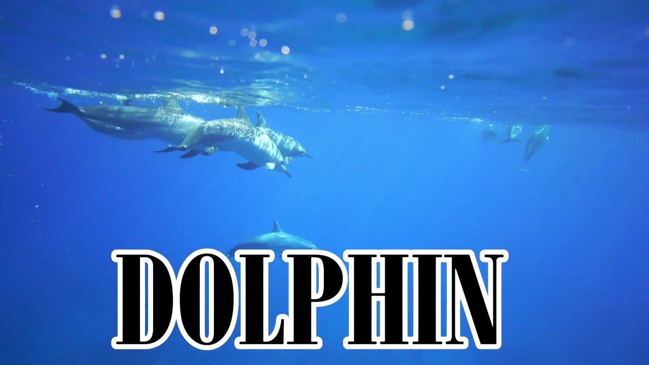 DOLPHIN