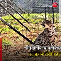 मध्यप्रदेश: चीतों की जान को खतरा, वजह कर देगी हैरान