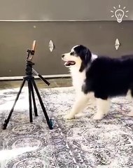 Dog doing what they're best at - being cute