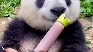 panda is eating?