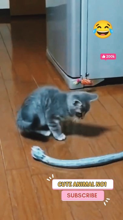 funny cat playing with snake  baby cat video | cat shorts video #cuteanimaln #shorts #trading