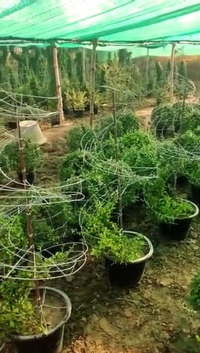 New plot