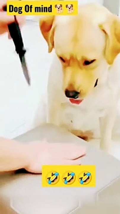कुत्ते का दिमाग_Dog Of mind _Dog's Mind _Special Mind_@The Best Shorts _BV RAJPOOT LIFESTYLE.mp4