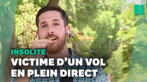 En plein direct, ce perroquet vole l'oreillette d'un journaliste