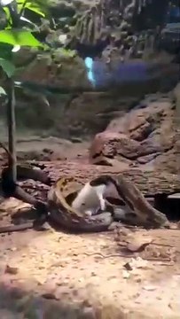 snake hunting and consming rat-snake eating rat [r.i.p] melaka crocodile far