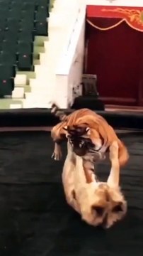 lion vs Tiger pertarungan singa dengan harimau singa harimau short menegangkan