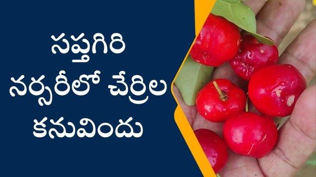 తూర్పు గోదావరి: రాజమండ్రిలో బ్రెజీలియన్ చెర్రీలండోచ్...!
