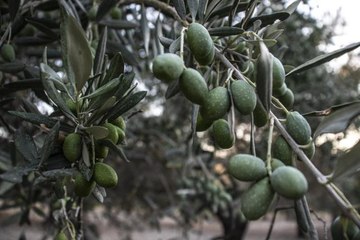 Hatay'da 270 bin tonun üzerinde zeytin rekoltesi bekleniyor