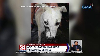 Aso, sugatan matapos tagain sa mukha | 24 Oras Weekend
