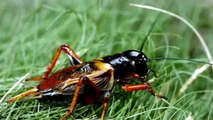 KAMU WAJIB TAU!! BUDIDAYA JANGKRIK DARI AHLINYA