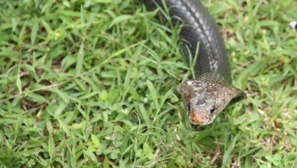 8 yaşındaki çocuk, kendisini sokan kobrayı ısırarak öldürdü