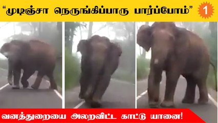 Nilgiris பந்தலூர் அருகே வனத்துறையினருக்கு பயம் காட்டிய காட்டு யானை!