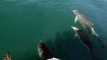 Lumba-lumba berenangmixkit-dolphins-swimming-in-the-sea-11032-medium